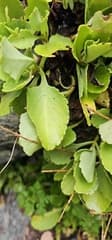 Chiastophyllum oppositifolium (Chiastophyllum oppositifolium)