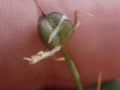 Anthericum serotinum (Anthericum serotinum)