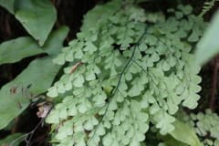 Venustum Maidenhair (Adiantum venustum)