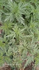 Hemp-leaved nettle (Urtica cannabina)