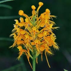 Green rein orchid (Habenaria habenaria)