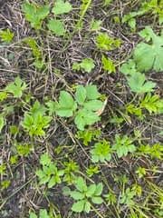 Ground Elder (Aegopodium)