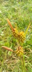 Golden Sedge (Carex lepidocarpa)