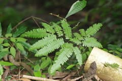 Himalayan Maidenhair Fern (Adiantum polyphyllum)