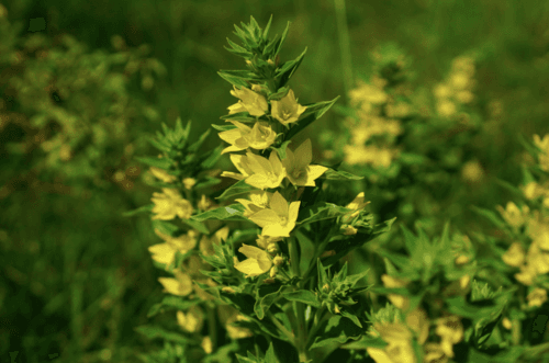 Yellow Loosestrife (Lysimachia punctata)