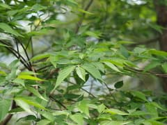 Japanese Hackberry (Aphananthe aspera)