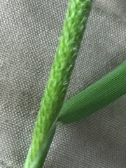 Water Foxtail (Alopecurus geniculatus)