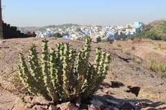 Desert Spurge (Euphorbia caducifolia)