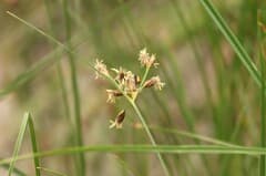 Mediterranean Bulrush (Bolboschoenus glaucus)
