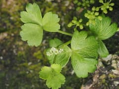Sea Celery (Apium prostratum)