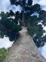 Kauri (Agathis)