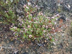 Lehmann's Andersonia (Andersonia lehmanniana)