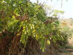 White Rosewood (Dalbergia lactea)