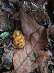 Anjili (Artocarpus hirsutus)