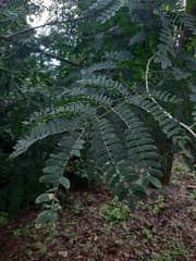 Sweet Albizia (Albizia odoratissima)