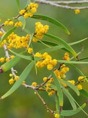 Formosa acacia (Acacia confusa)