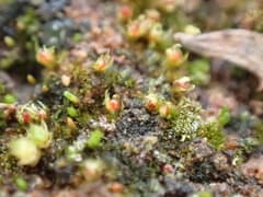 Ephemerum cristatum (Ephemerum cristatum)