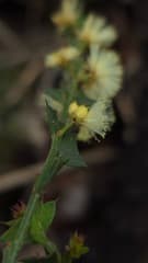 Moore's Wattle (Acacia mooreana)