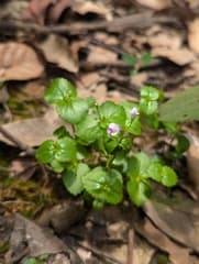 Craterostigma (Craterostigma)
