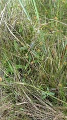 Jointed twig rush (Actinoschoenus)