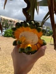Common Screw Pine (Pandanus utilis)