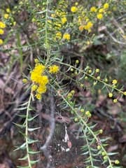 Square-stem Wattle (Acacia amblygona)