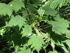 Maple (Acer barbinerve)