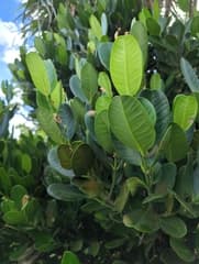 Okinawa Garcinia (Garcinia subelliptica)