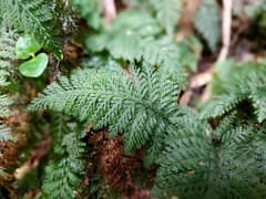 Cypress Fern (Abrodictyum cupressoides)