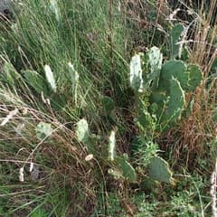 Prickly Pear (Opuntia stricta)