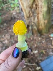 Frost's amanita (Amanita frostiana)