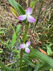 Spiderwort (Aneilema)