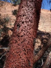 Dwarf Acai Palm (Acacia cyperophylla)