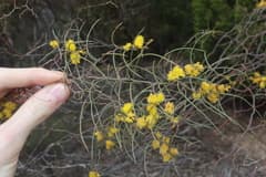 Whipstick Wattle (Acacia merinthophora)
