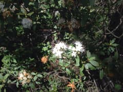 Small-flowered Rhododendron (Rhododendron micranthum)