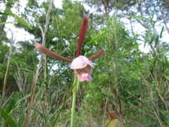 Cranefly Orchid (Cleistes)