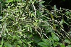 Bamboo (Arthrostylidium)