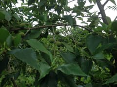 Hokkaido alder (Alnus firma)