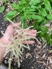 Goatsbeard (Aruncus dioicus)