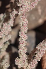 Rabbitbrush (Halogeton glomeratus)
