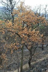 Dombeya damarana (Dombeya damarana)