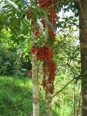 Wild Grape (Baccaurea angulata)
