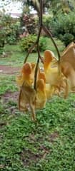 Orchid (Coryanthes)