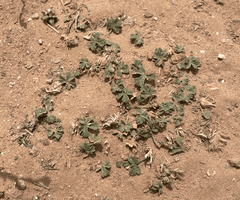 Ludwig's mallow (Malva ludwigii)