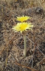 Turkmenian dandelion (Taraxacum turcomanicum)