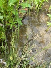 Shore Fimbristylis (Fimbristylis littoralis)