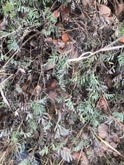 None (Sibbaldianthe bifurca)