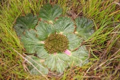 Arctopus alpinus (Arctopus)