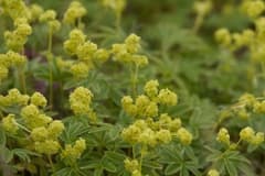 Alpine Lady's Mantle (Alchemilla alpina)