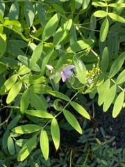 Goats Rue (Galega officinalis)
